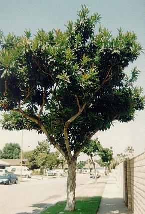 Bronze Loquat
